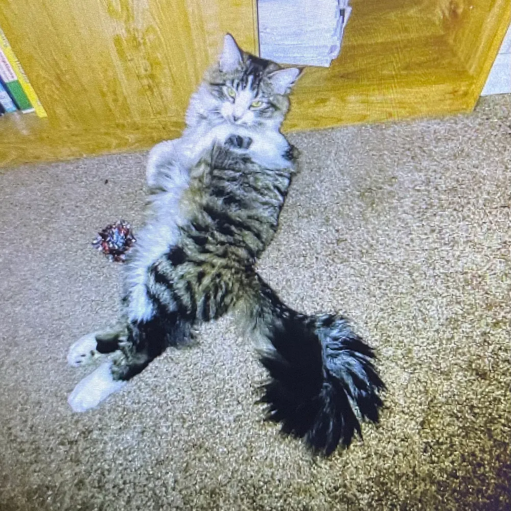 nico-02.bsky.social's profile picture