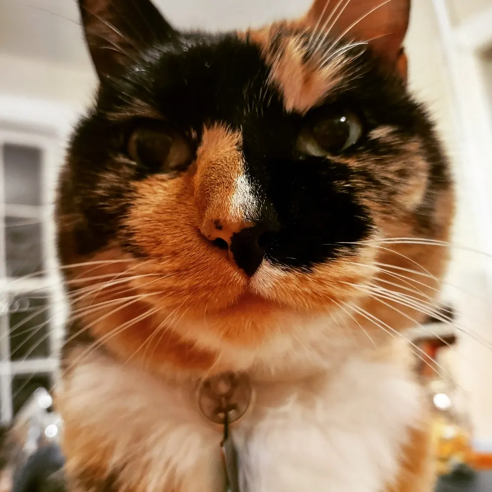 sassyspider.bsky.social's profile picture