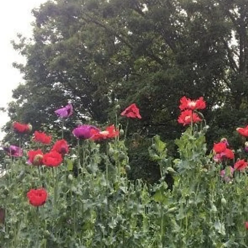 amptsuper.bsky.social's profile picture