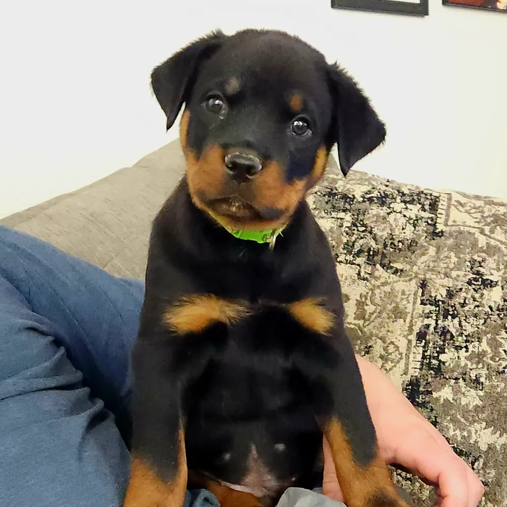 dadioski.bsky.social's profile picture