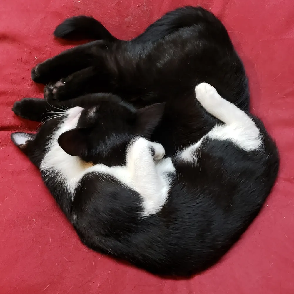 1234ducksinarow.bsky.social's profile picture