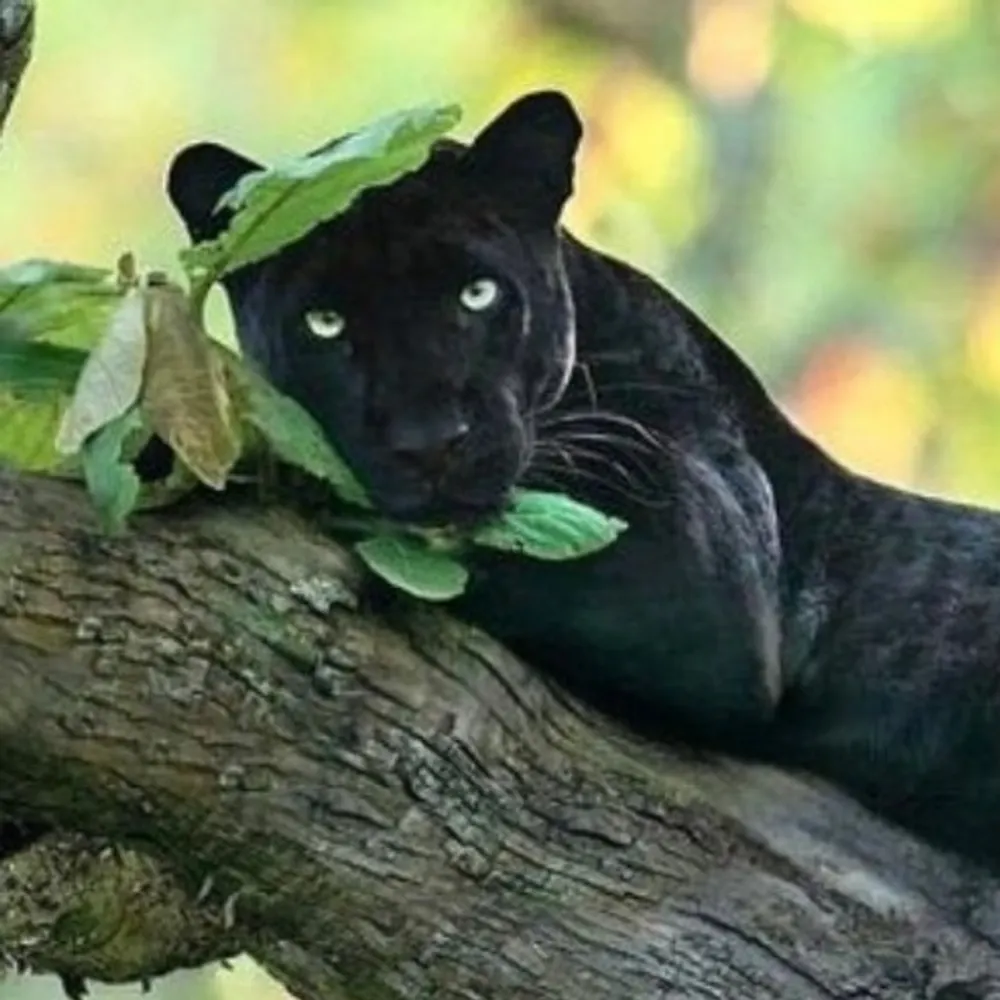 marquemaire.bsky.social's profile picture