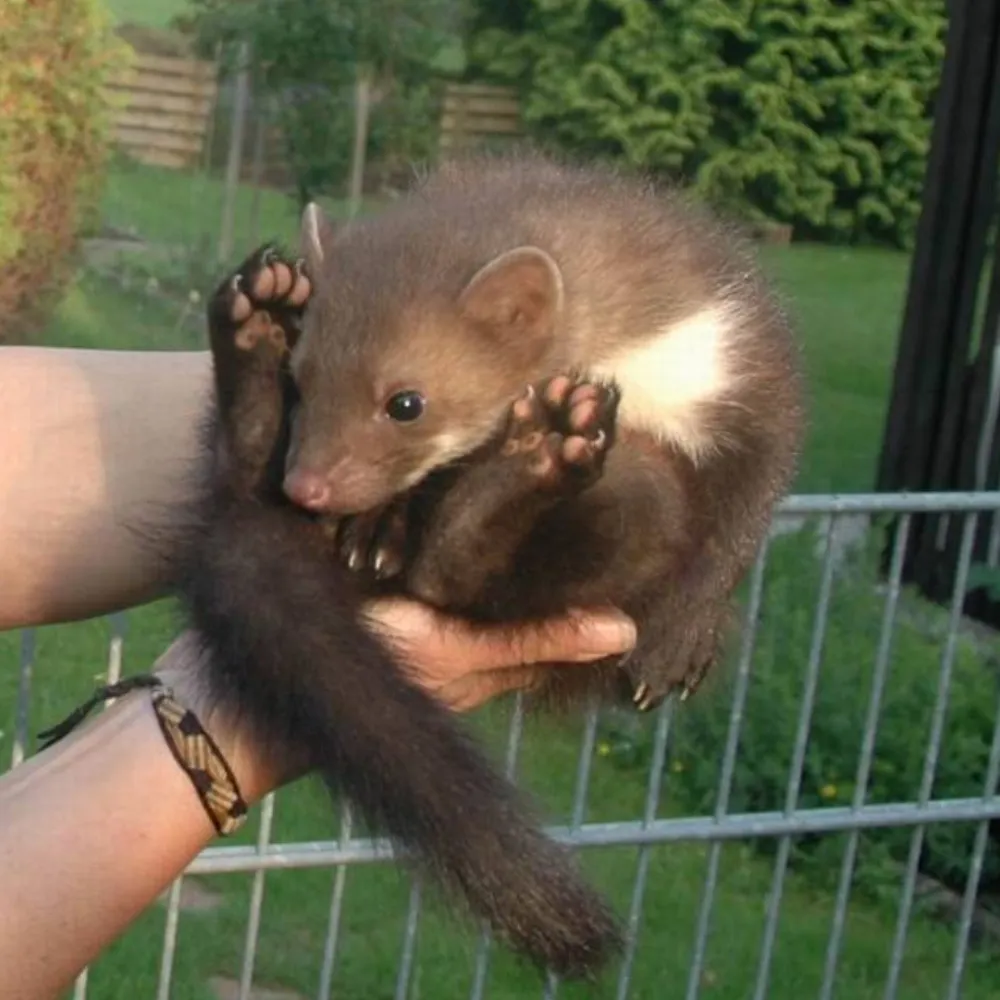 biermarder.bsky.social's profile picture