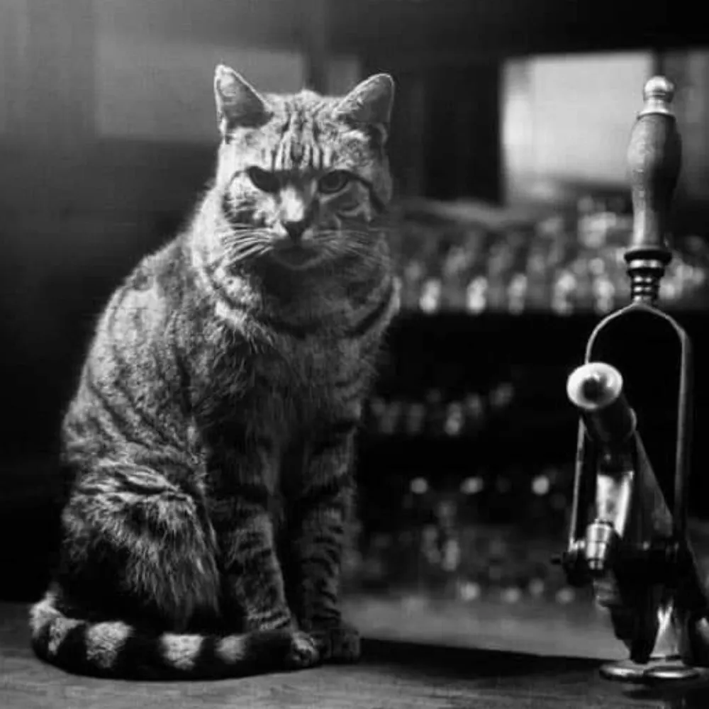 lucifersam.bsky.social's profile picture