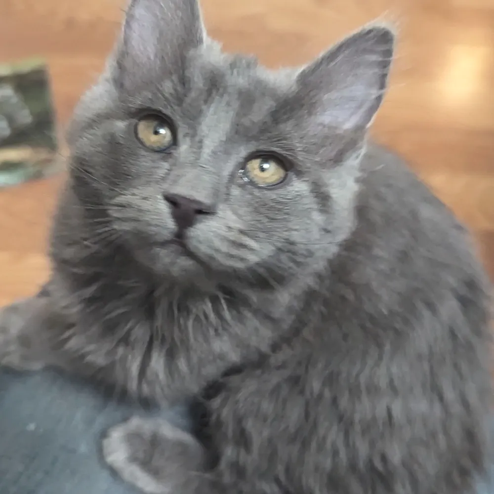 anrothelf.bsky.social's profile picture