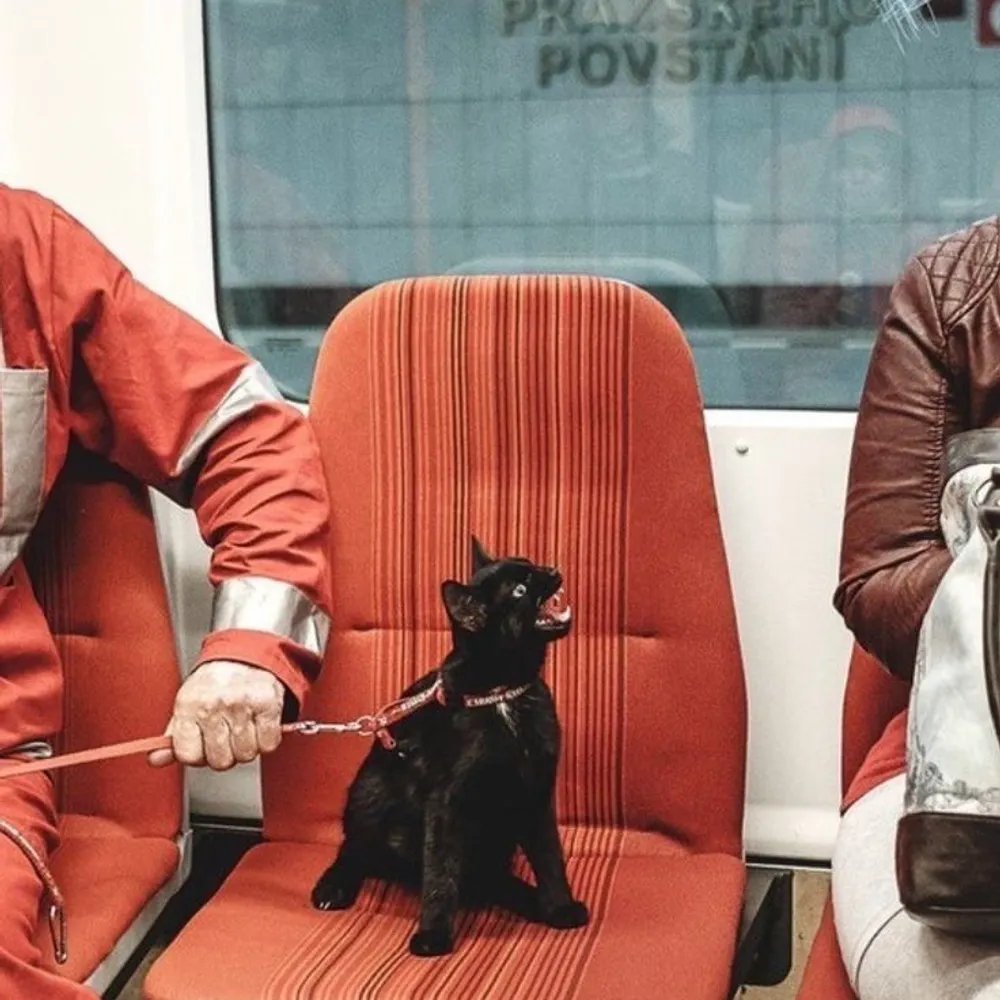 centeredchaos.bsky.social's profile picture