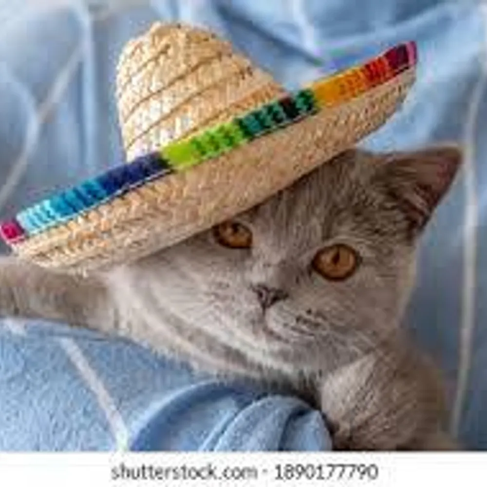 dorotheevplessis.bsky.social's profile picture