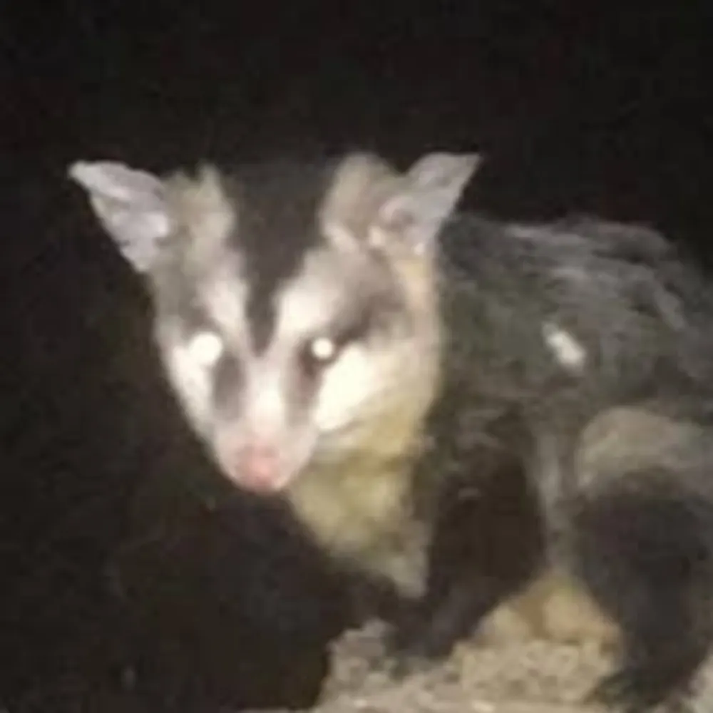 saruesaruel.bsky.social's profile picture