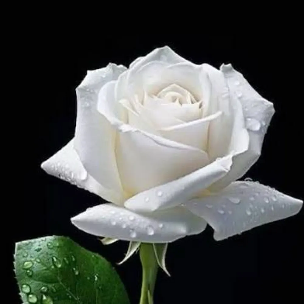 brendanamartin.bsky.social's profile picture