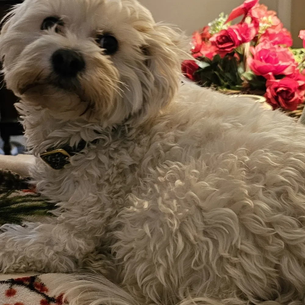 deborahk777.bsky.social's profile picture