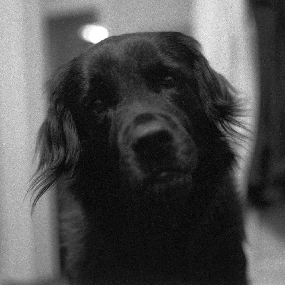 thedarkroom.bsky.social's profile picture