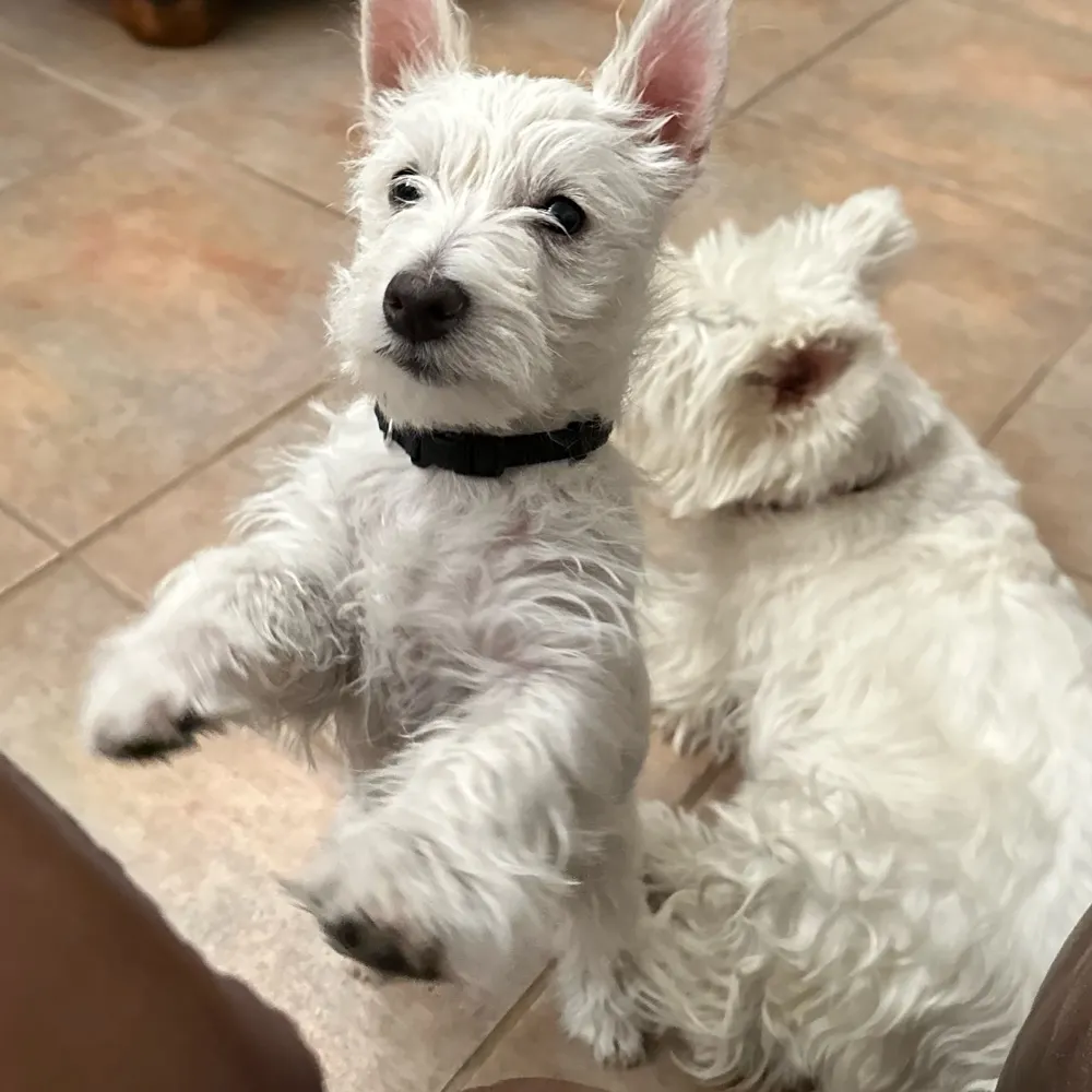 dennis-1943.bsky.social's profile picture