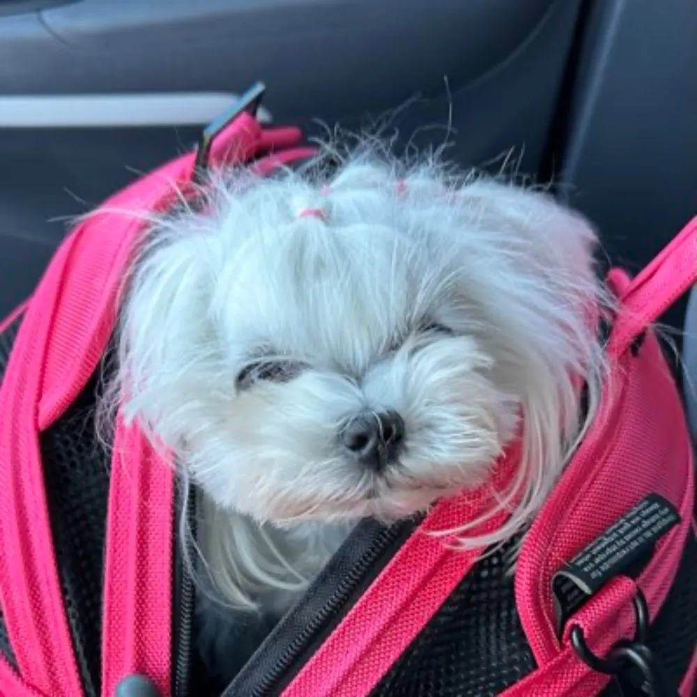 themaltesemama.bsky.social's profile picture