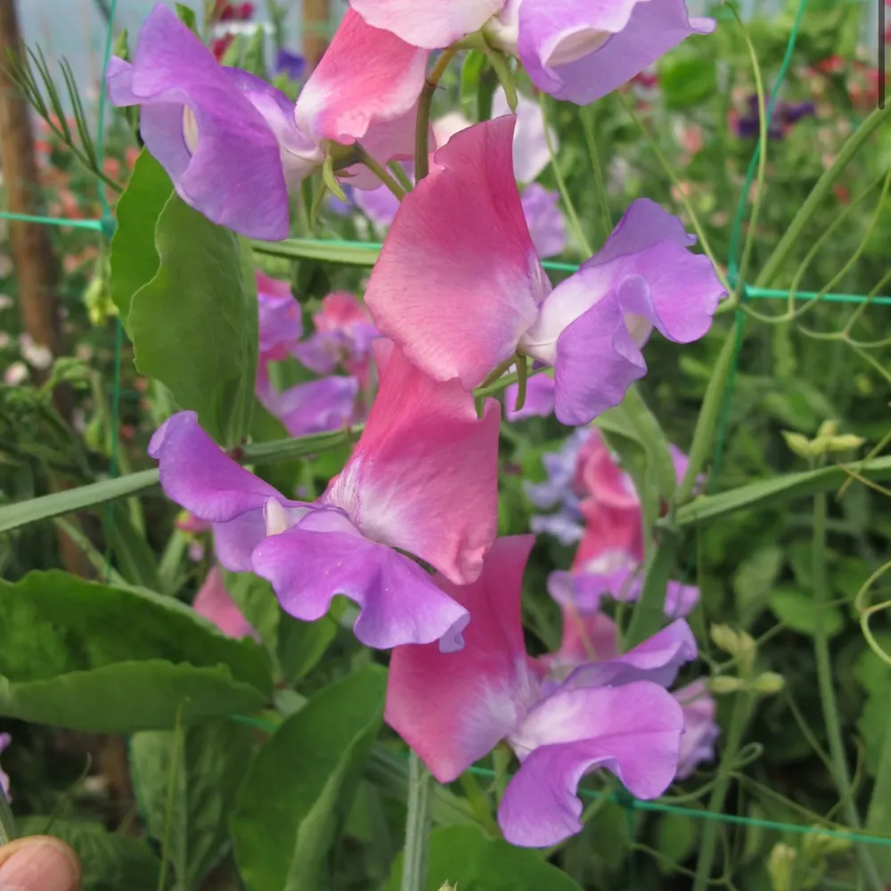 demflower.bsky.social's profile picture