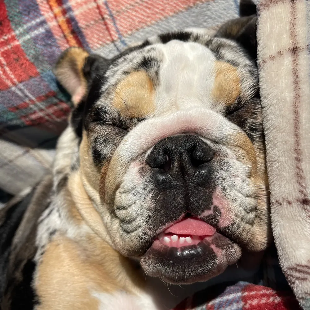 jjdaniel19.bsky.social's profile picture