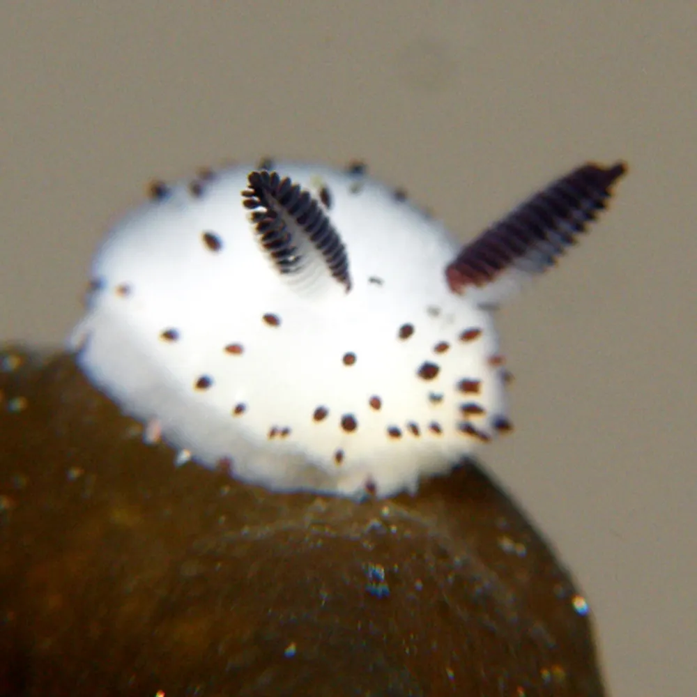 plopdpuss.bsky.social's profile picture