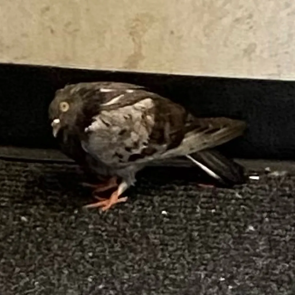 alilnightmusing.bsky.social's profile picture