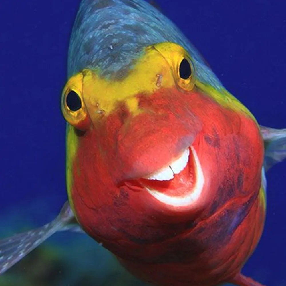 teespirit.bsky.social's profile picture