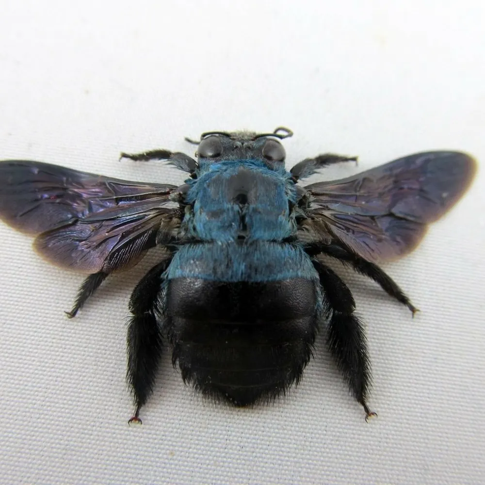 33bee.bsky.social's profile picture