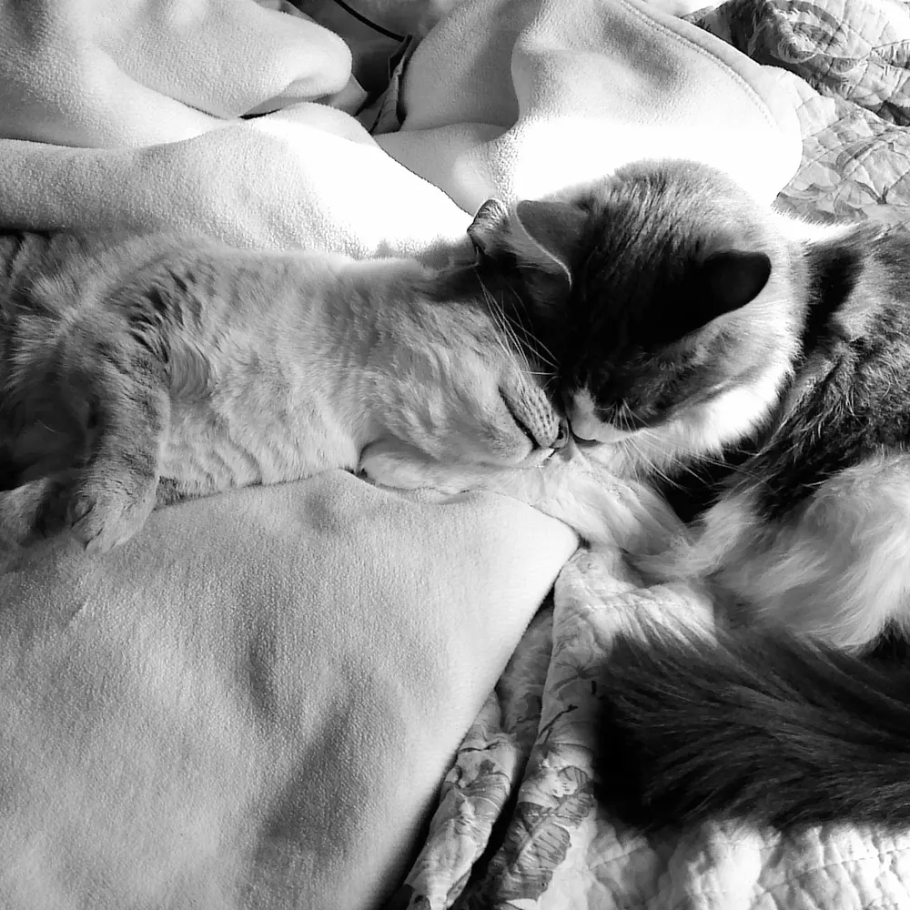 cometsncats.bsky.social's profile picture