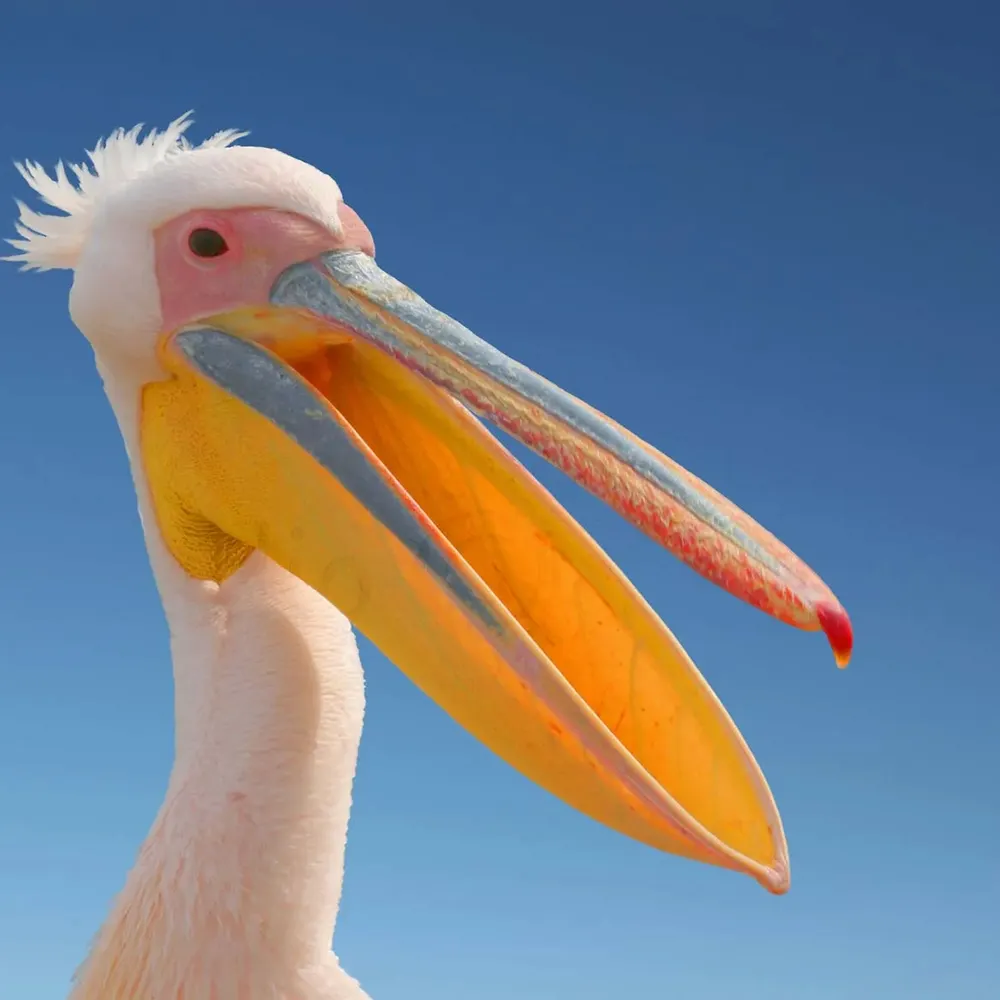 pelicanmerchant.bsky.social's profile picture