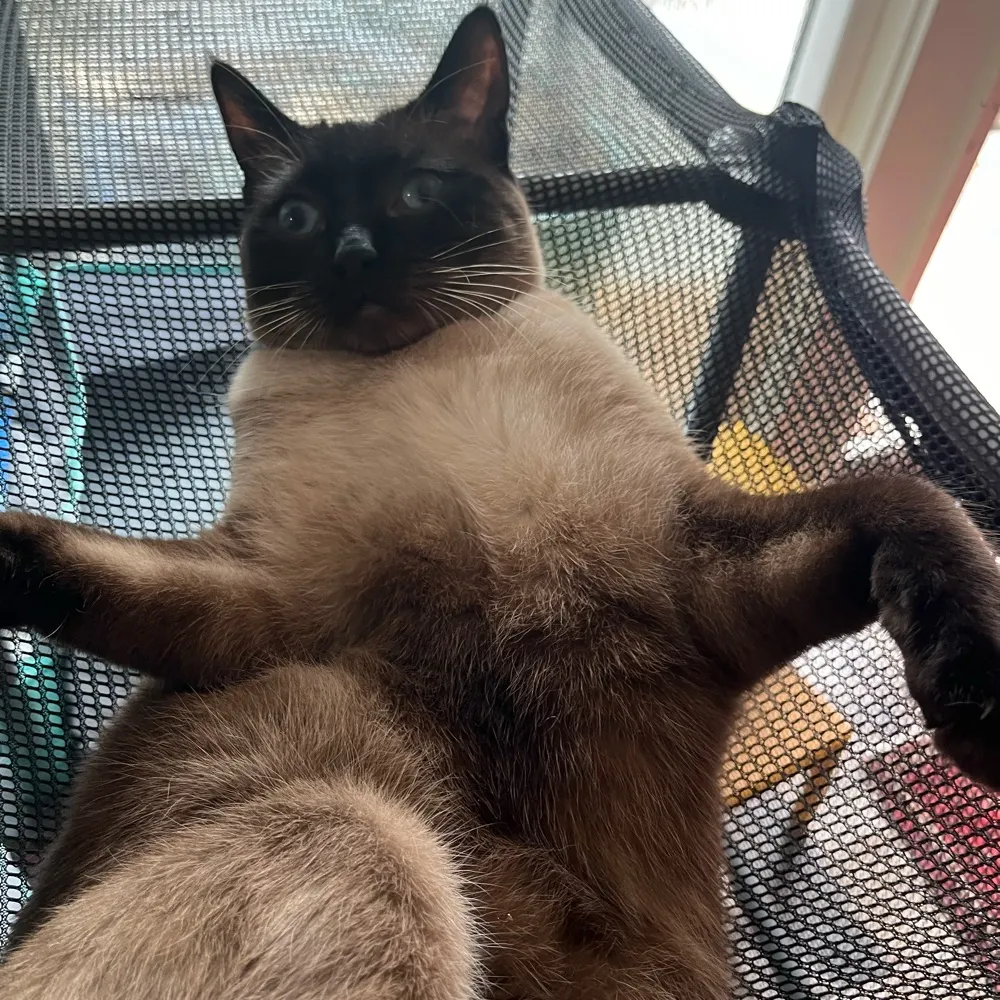 thestupidithurts.bsky.social's profile picture