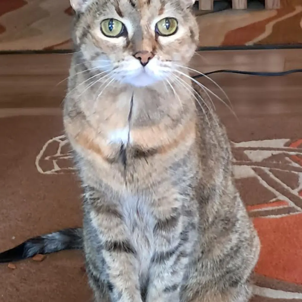 sheripres.bsky.social's profile picture