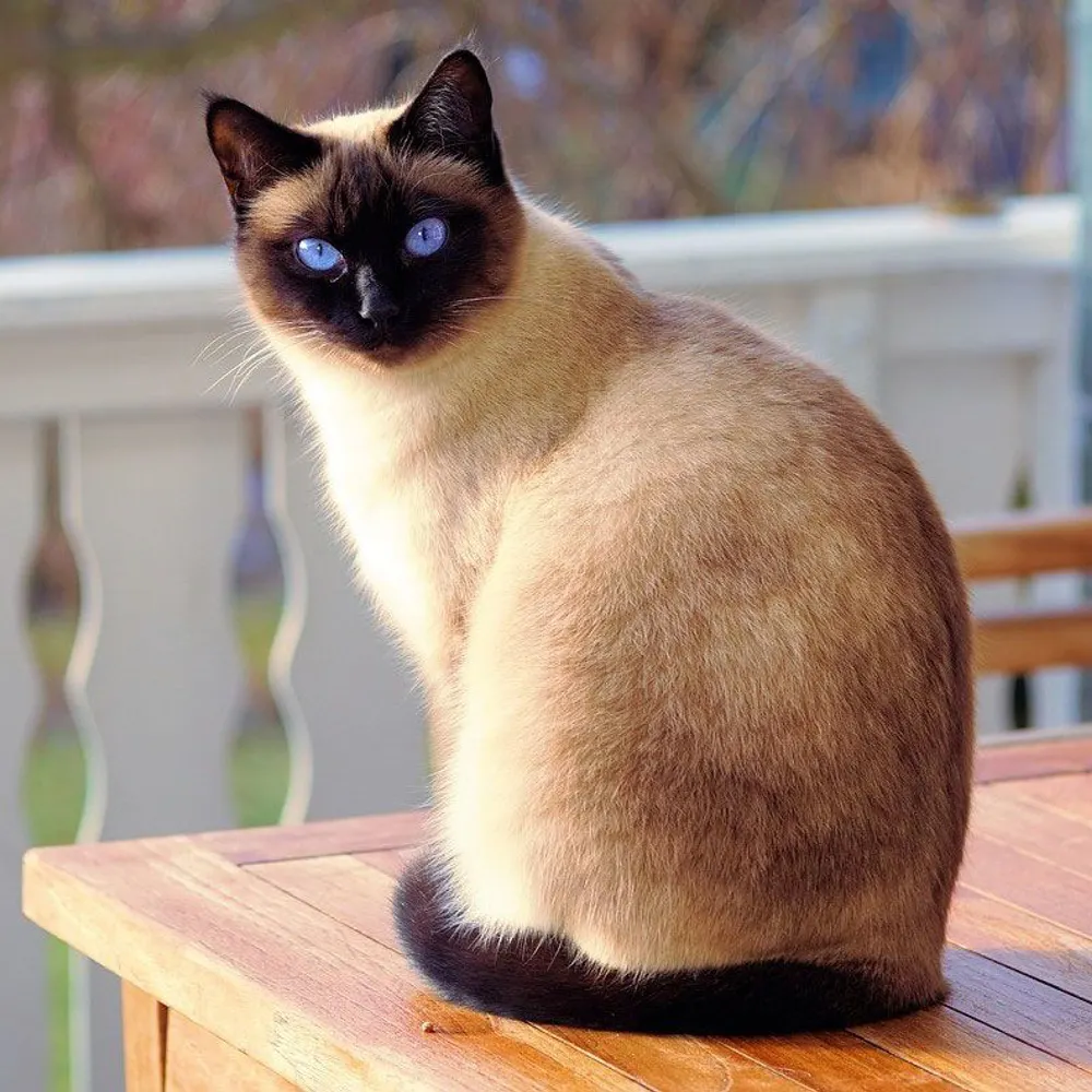 bakingfool.bsky.social's profile picture