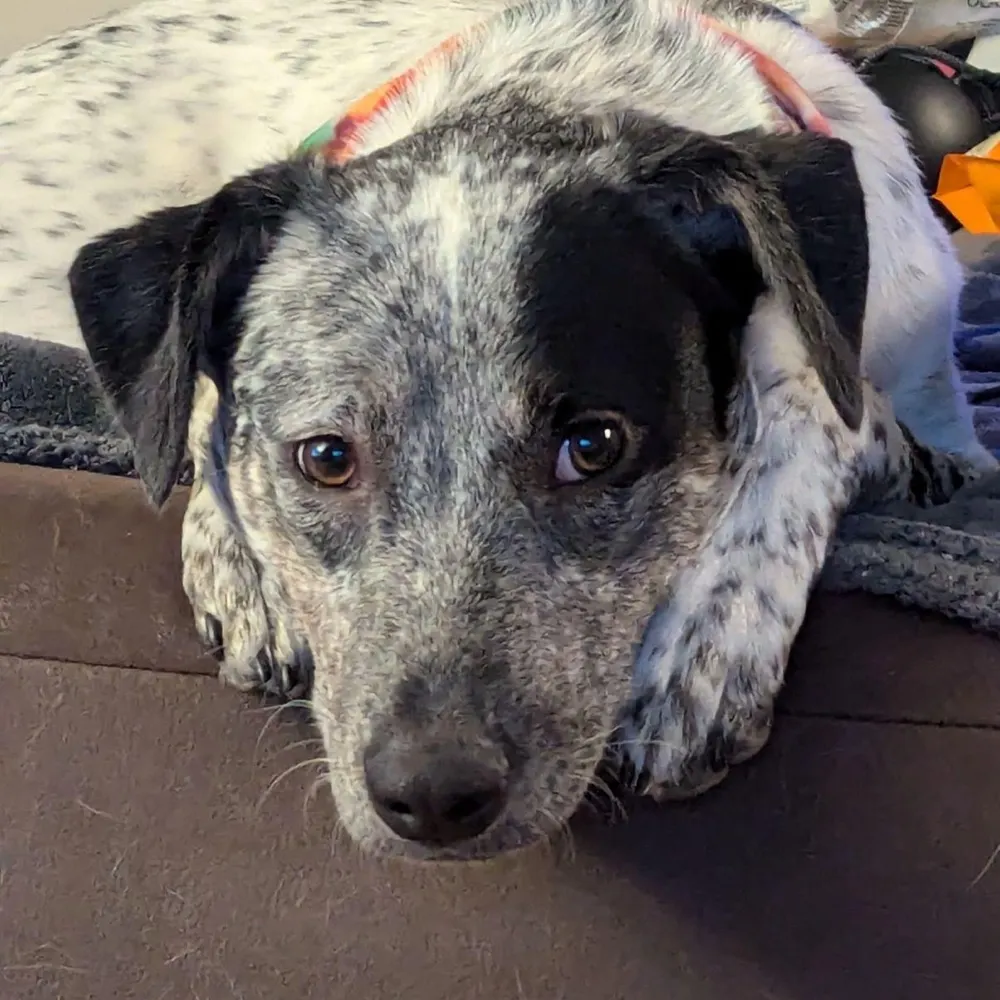 hecticwhimsy.bsky.social's profile picture