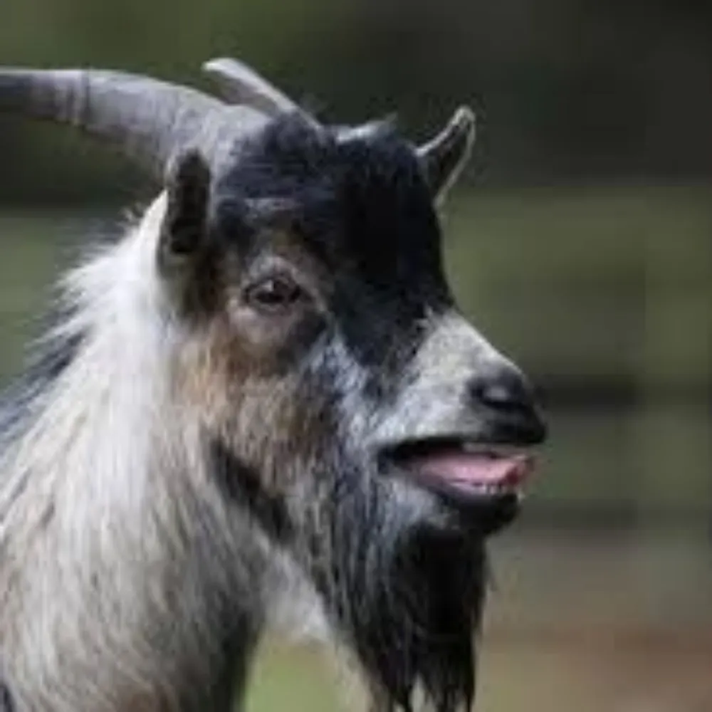 farmergilesofham.bsky.social's profile picture