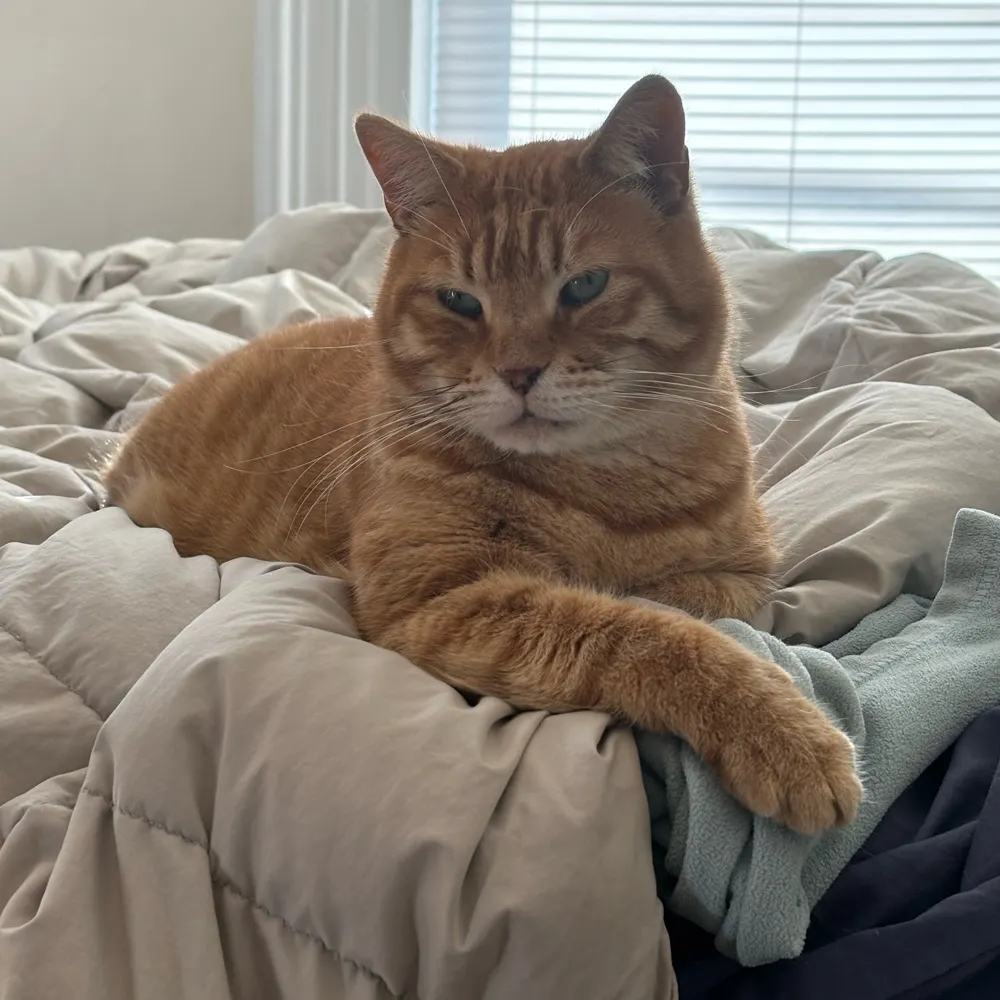 aryehcw.bsky.social's profile picture