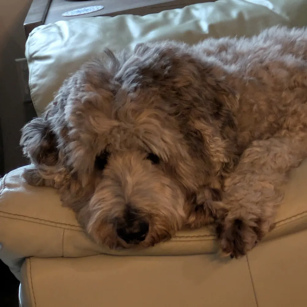 veronicatess.bsky.social's profile picture