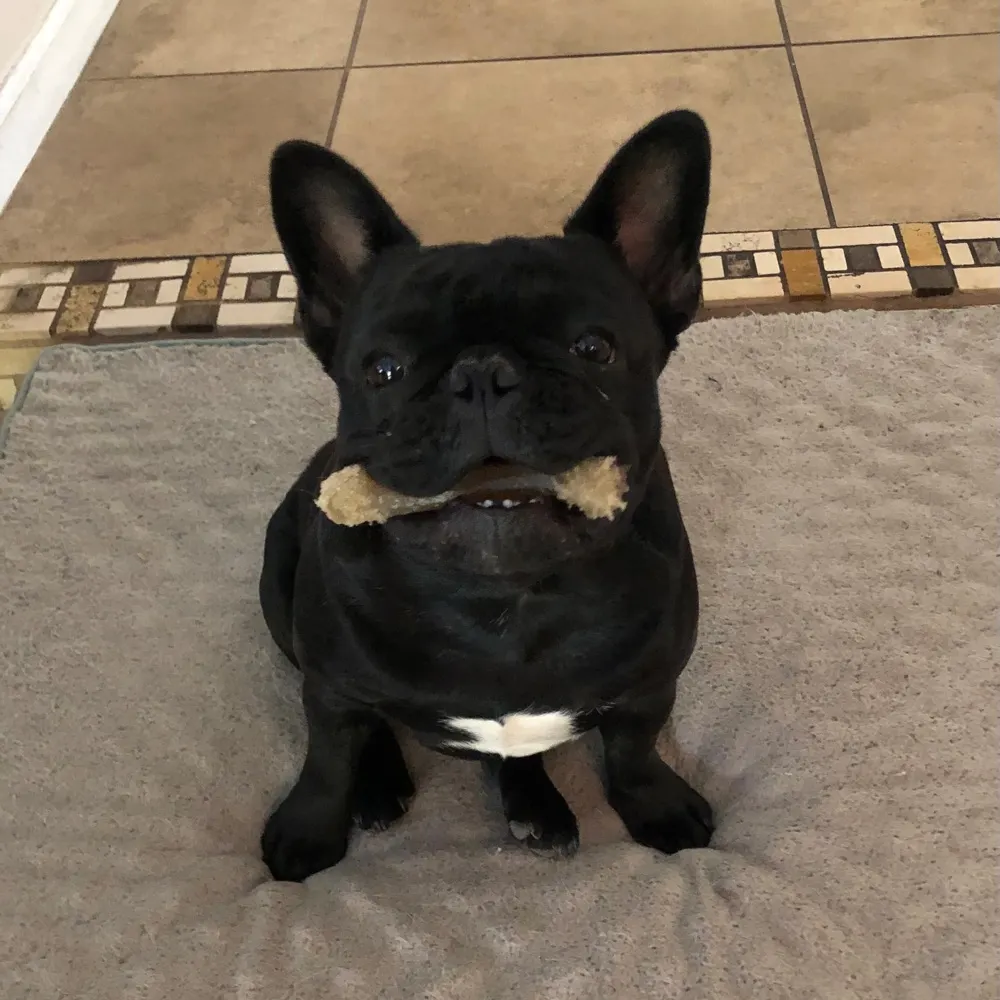 myaidog.bsky.social's profile picture