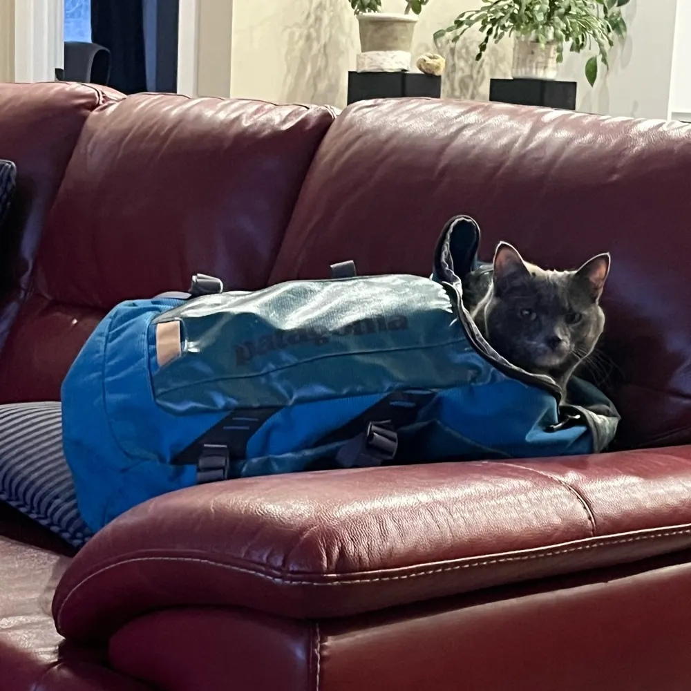 suearlidge.bsky.social's profile picture