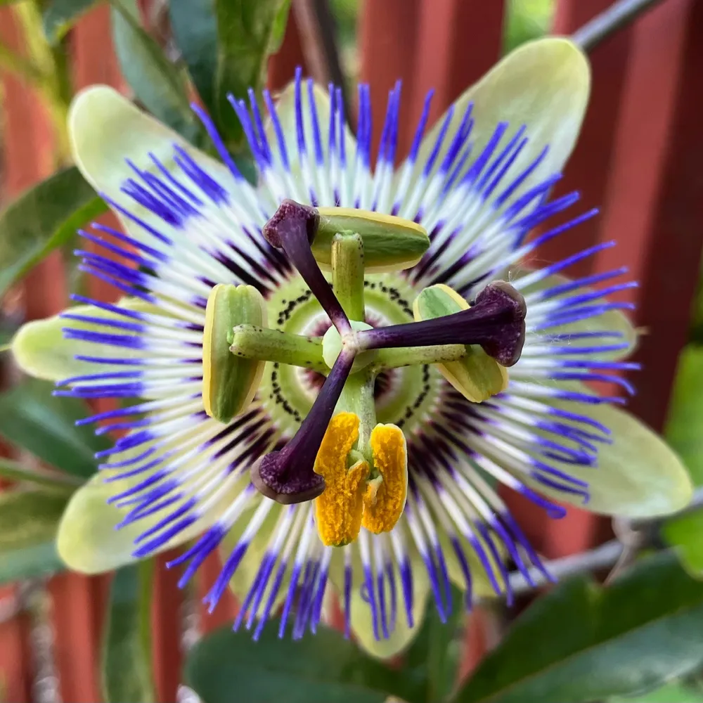 petershulman.bsky.social's profile picture