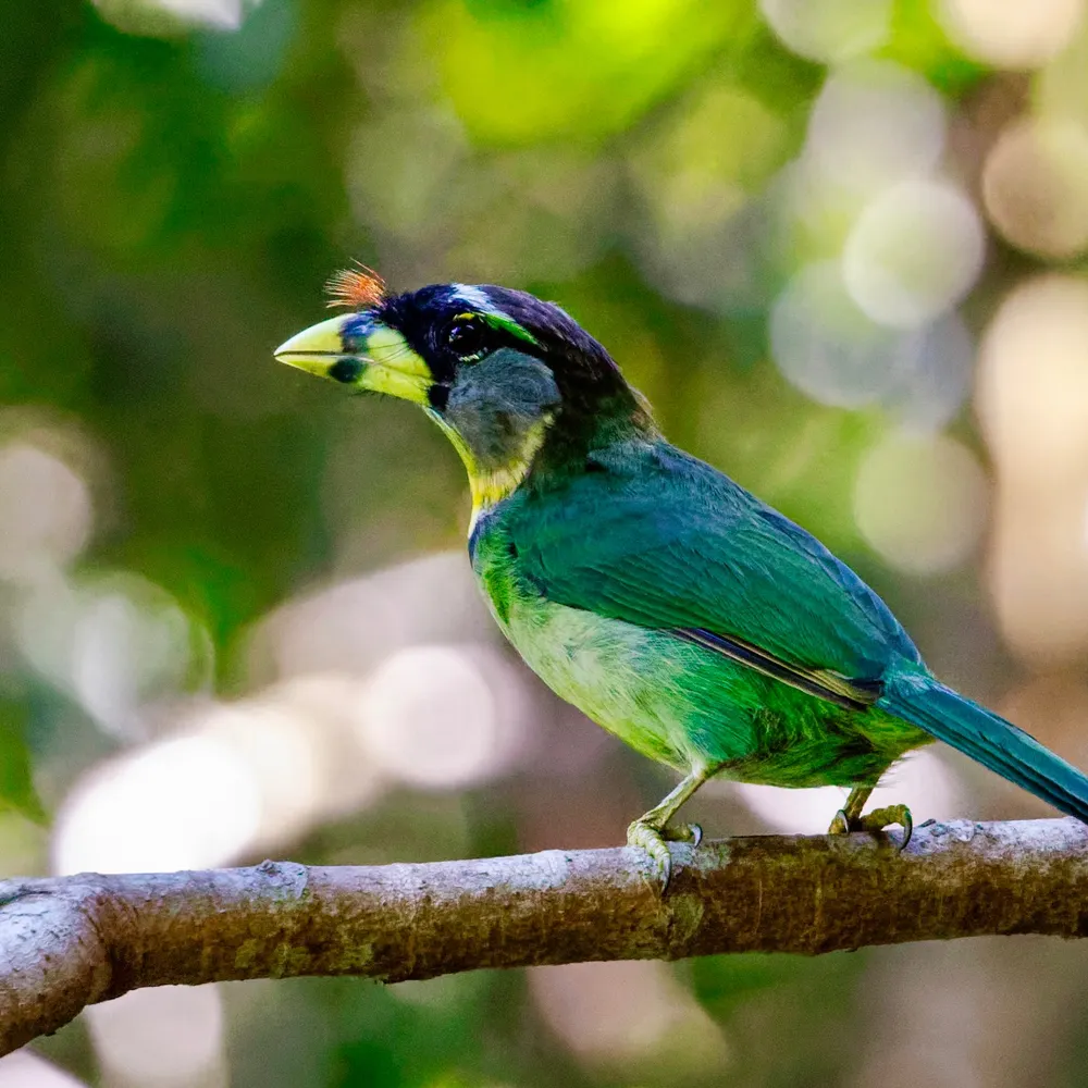 eucyclodes.bsky.social's profile picture