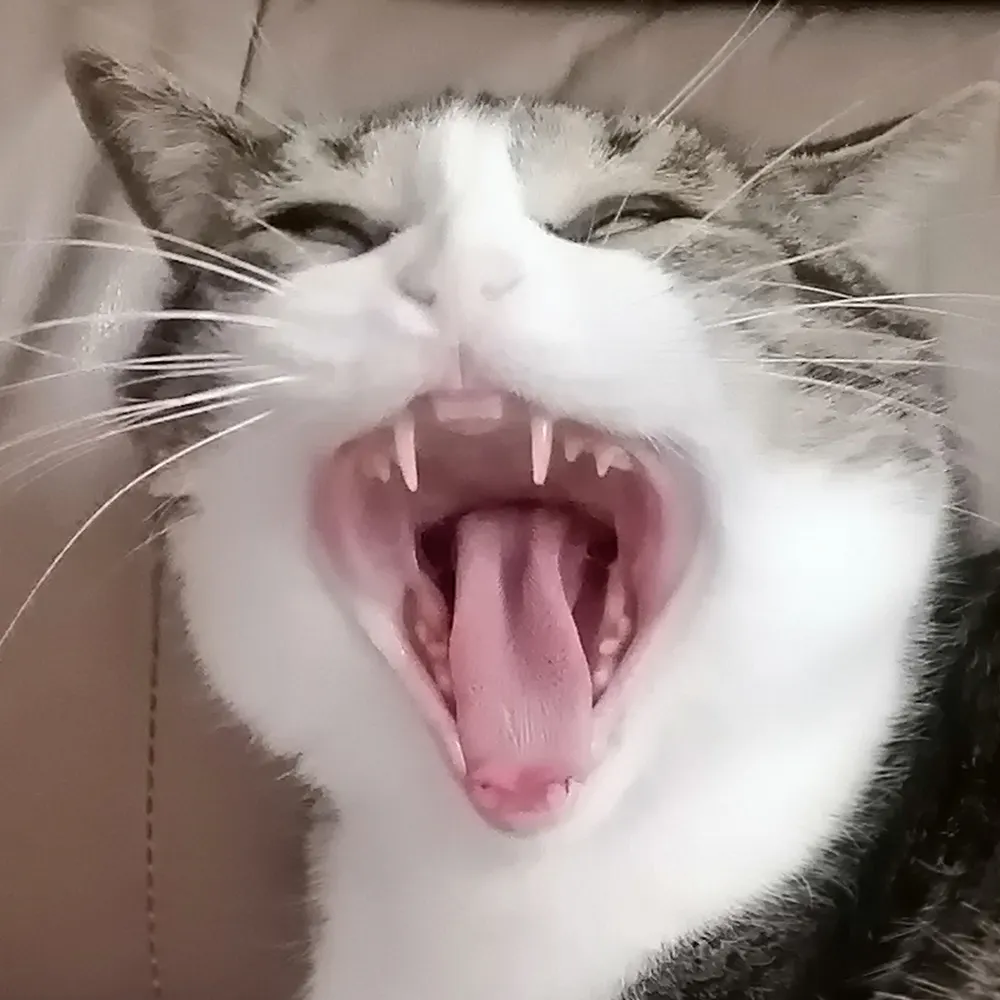 jangofett.bsky.social's profile picture