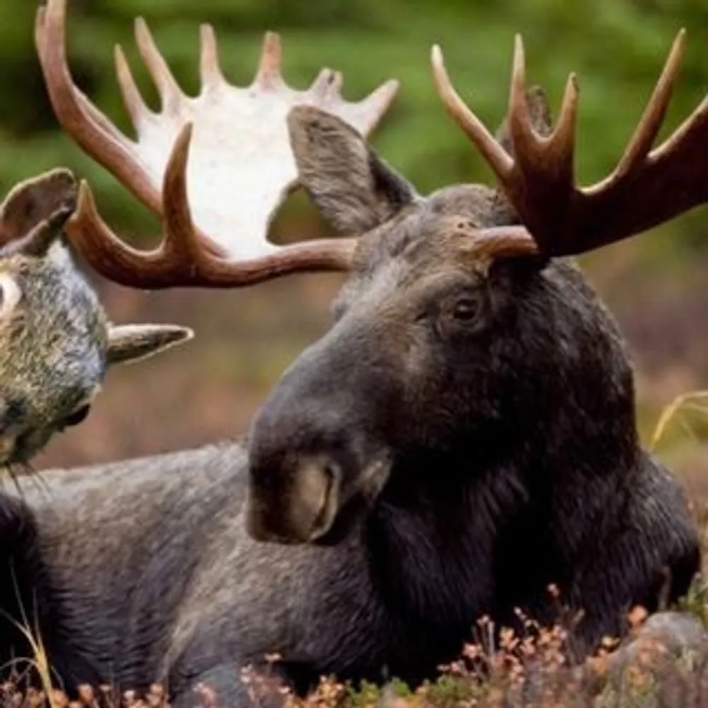 wokemoosensquirrel.bsky.social's profile picture