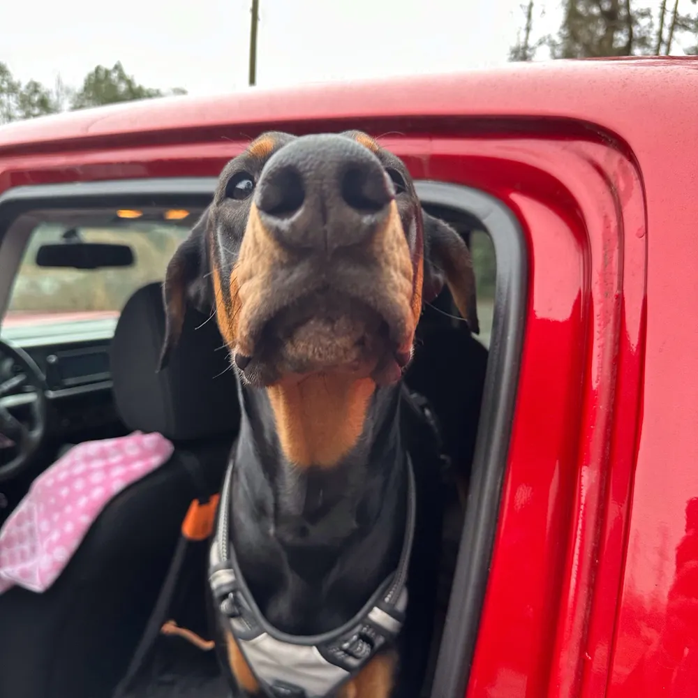 bitchygayguy.bsky.social's profile picture