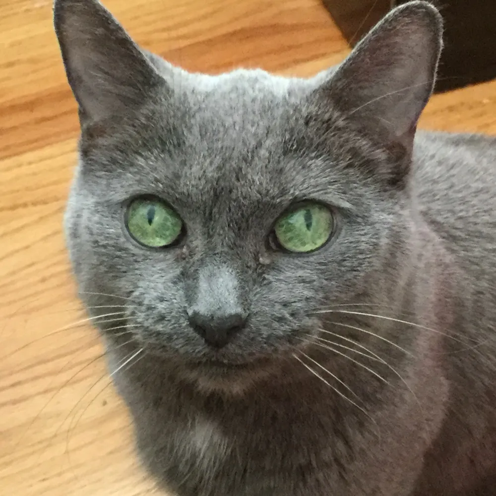 annyare.bsky.social's profile picture