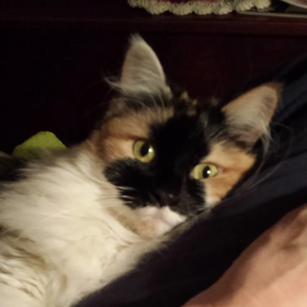 allkappps.bsky.social's profile picture