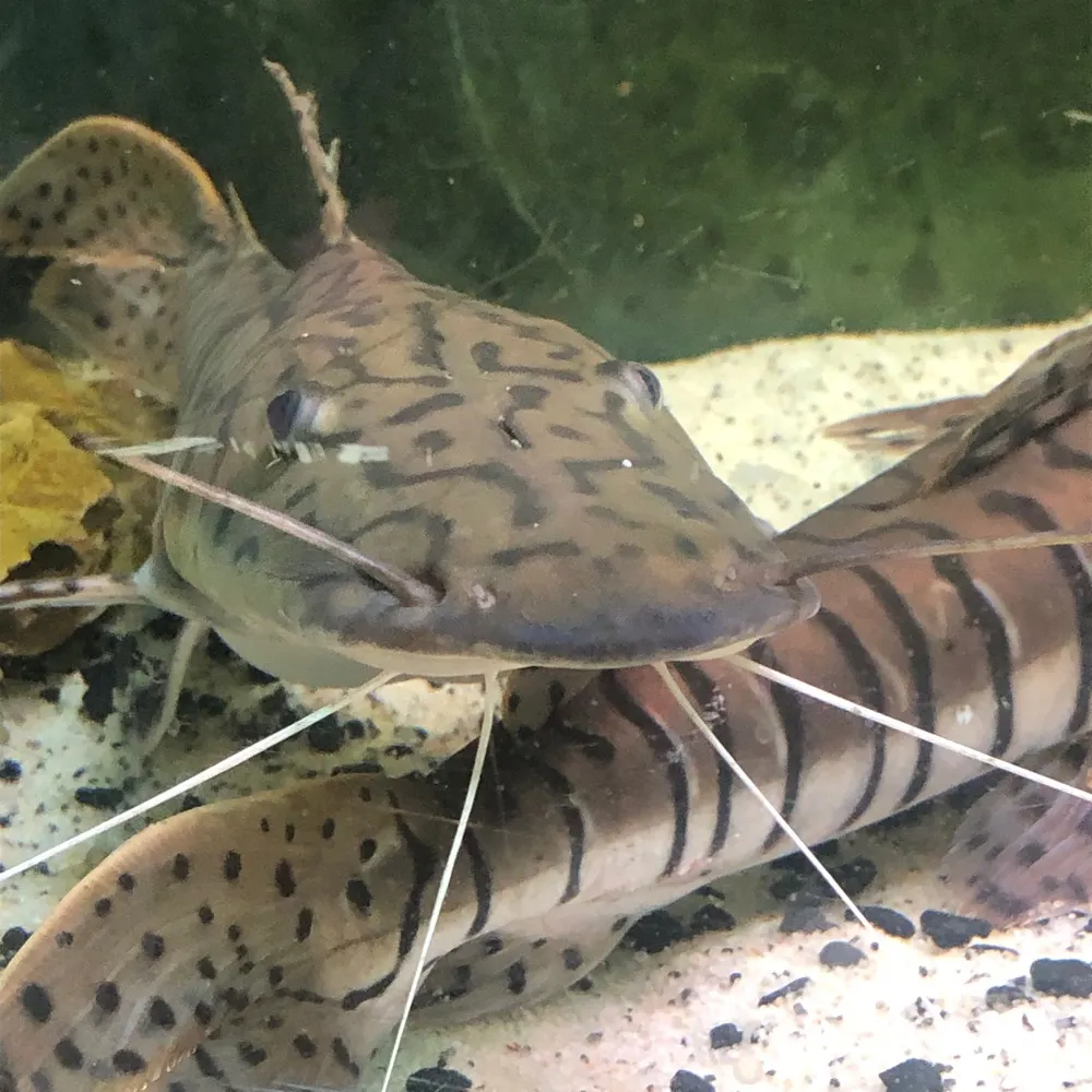 faggestfemsexual.northsky.social's profile picture