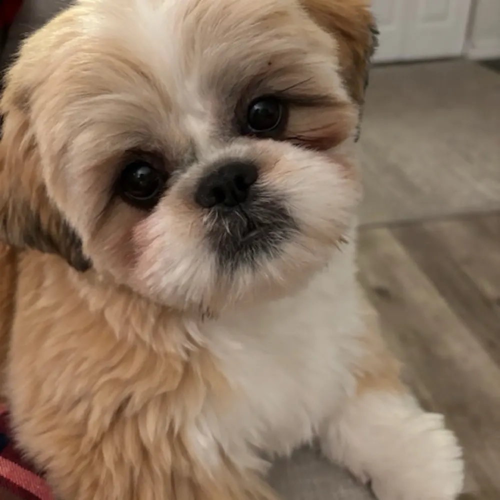 carriehighlander.bsky.social's profile picture