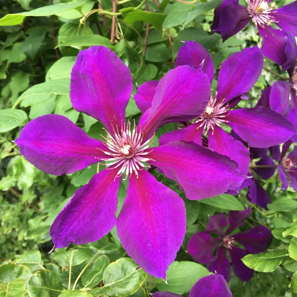 50ishgardener.bsky.social's profile picture