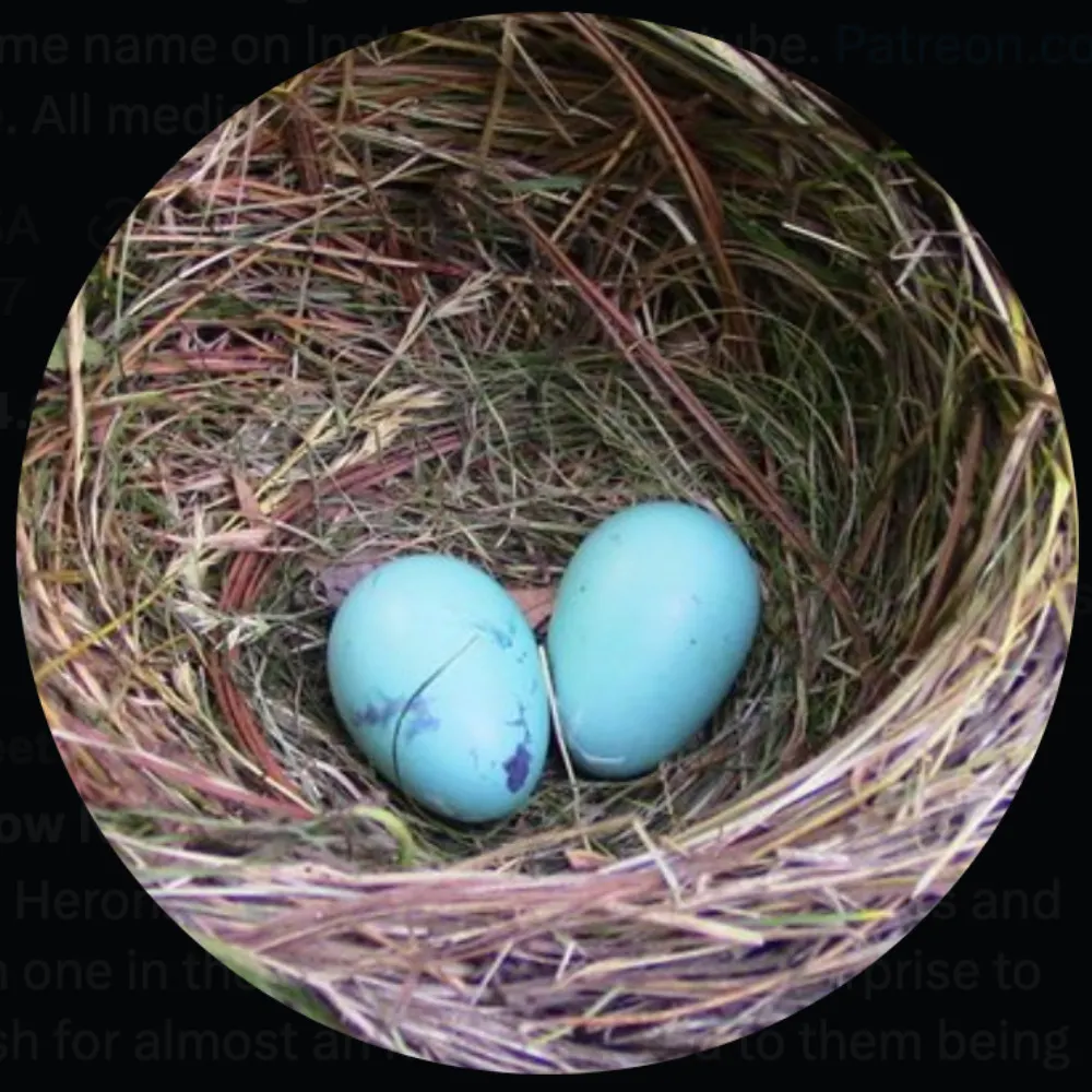 gettoknownature.bsky.social's profile picture