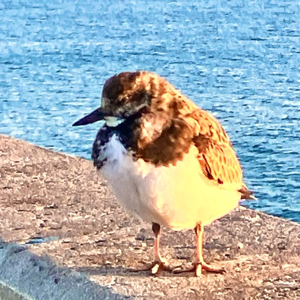 georgiablue33.bsky.social's profile picture