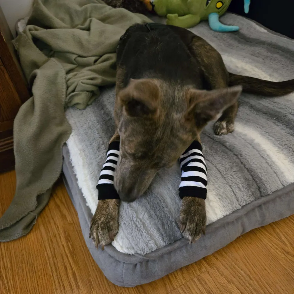 crazycatwitch.bsky.social's profile picture