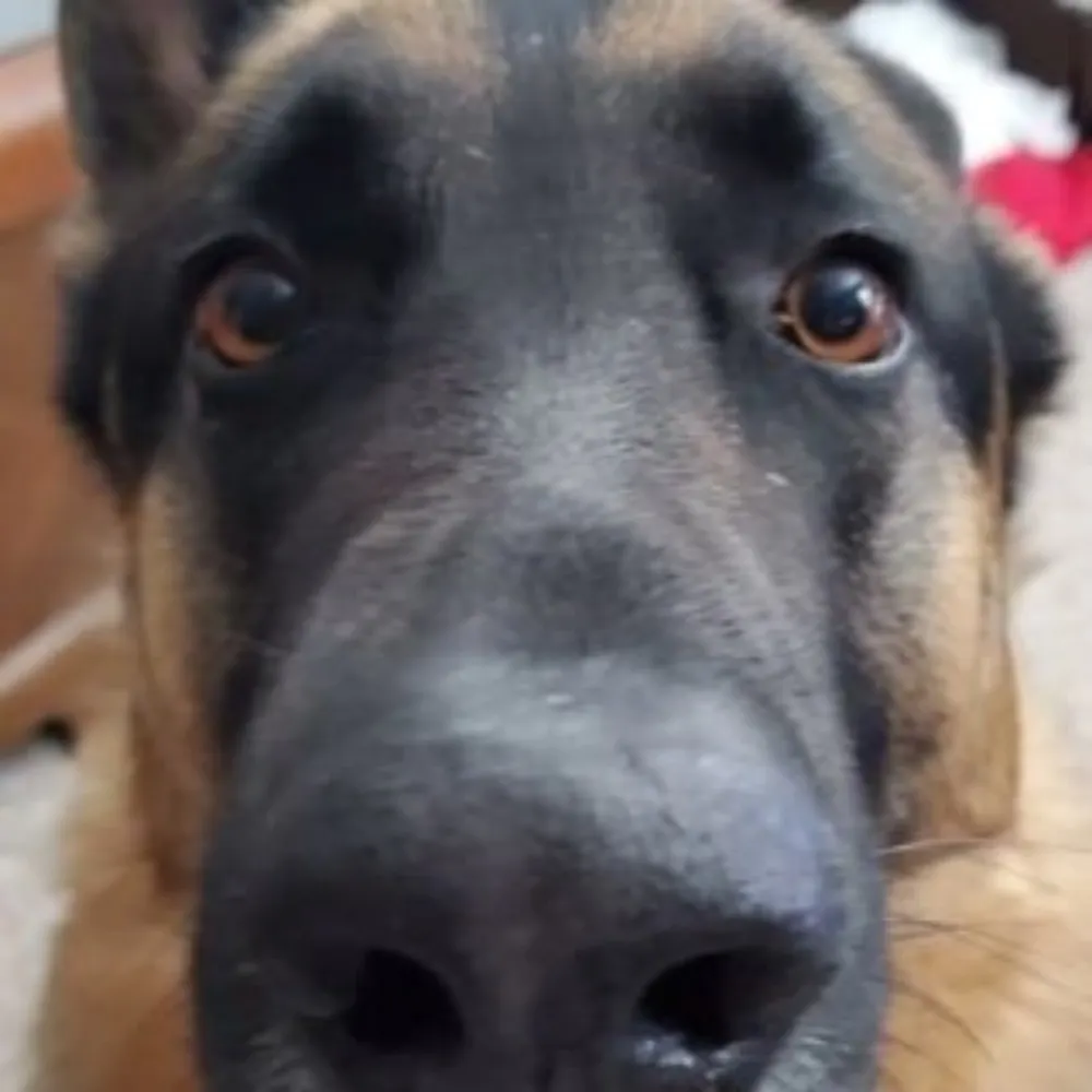 cruxothebiscuit.bsky.social's profile picture