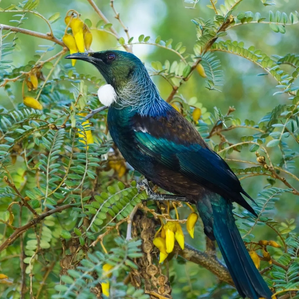 fat-tui.bsky.social's profile picture