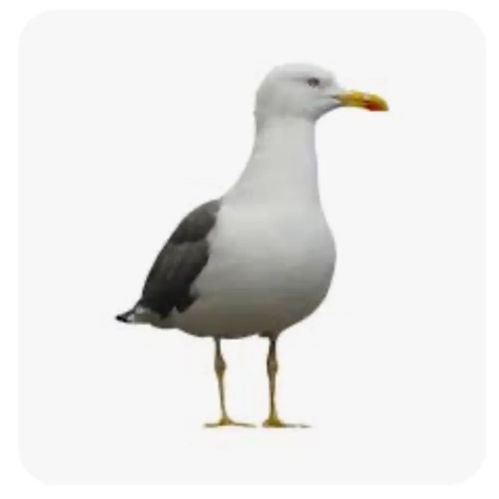 indigoiis.bsky.social's profile picture